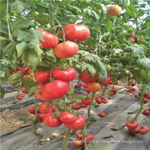 Reside indeterminado orgânico para TY e nematódeo de raiz-nó nematóde vegetal híbrido russo peru grande redondo rosa sementes de tomate (22033)